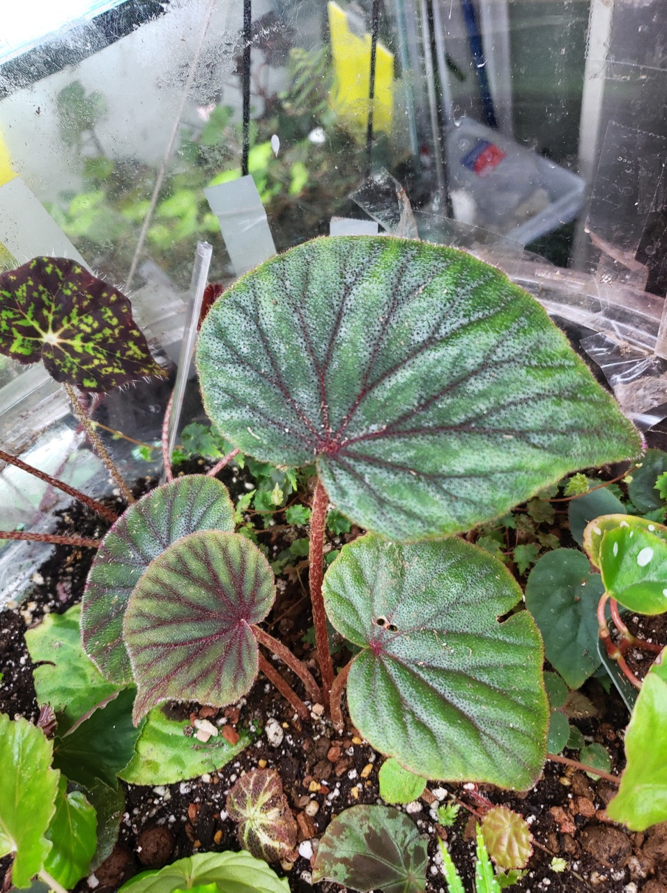 B. sericoneura var. lindleyana